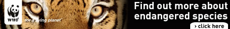 Indian Tiger / ©: Martin Harvey/WWF Canon Indian Tiger / ©: Martin Harvey/WWF Canon