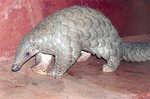  / &copy;: Dr. Brij Kishore Gupta, Central Zoo Authority of India