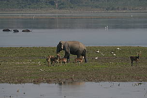  / &copy;: Ravi Singh/WWF-India