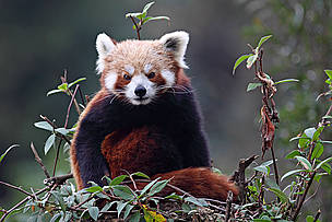 Red Panda / ©: Dipankar Ghose/WWF-India / ©: Dipankar Ghose/WWF-India