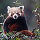 &copy; Dipankar Ghose/WWF-India