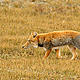 &copy; Dipankar Ghose/WWf-India