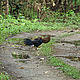 &copy; Garga Mohan/WWF-India