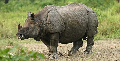 african rhinoceros vs indian