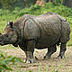 &copy; Dipankar Ghose/WWF-India