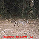 &copy; WWF-India, NBL & Pakke Wildlife Division