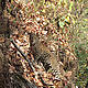 &copy; Hem Tewari/WWF-India