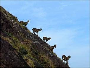 Nilgiri tahr
© Peter Predit Paul/WWF-India
© Peter Predit Paul/WWF-India