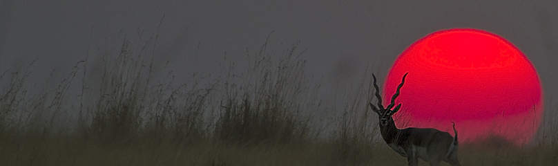 / ©: Hari Somashekar/WWF-India / ©: Hari Somashekar/WWF-India
