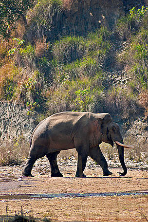  / &copy;: Anil Cherukupalli/WWF-India