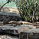 &copy; Ameen Ahmed/WWF-India