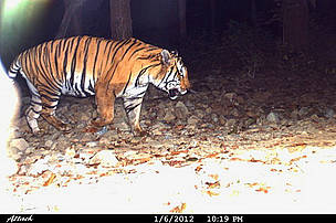http://awsassets.wwfindia.org/img/nandhor_tiger_1_copy_2_34200.jpg