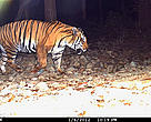 One of the four individuals camera trapped in the Nandhor valley during the recent monitoring exercise carried out by WWF-India