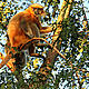 &copy; Dipankar Ghose/WWF-India