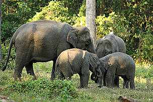  / &copy;: Dipankar Ghose/WWF-India