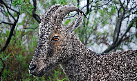 The Nilgiri Tahrs are stocky goats with short, coarse fur and a bristly mane. / ©: V. Dakshinamurthy/WWF-India / ©: V. Dakshinamurthy/WWF-India