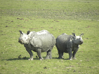 Photo1  a rhino spotted with its calf at pobitora n p 