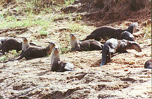 Otters in Periyar Tiger Reserve / ©: Anoop K.R. / ©: Anoop K.R.