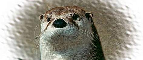 Smooth Coated Otter / ©: WWF-India / ©: WWF-India