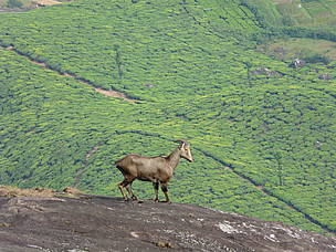 Nilgiri Tahr / ©: Paul Peter Predit/WWF-India / ©: Paul Peter Predit/WWF-India
