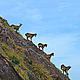 &copy; Paul Peter Predit/WWF-India