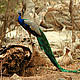 &copy; Ameen Ahmed/WWF-India
