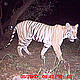 &copy; WWF-India/UP Forests Department