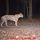 &copy; WWF-India/UP Forests Department