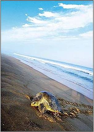 Olive Ridley Turtles
© Michael Peters/WWF-India
© Michael Peters/WWF-India