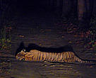 The tiger was in deep sleep and did not realise our presence for nearly 3 minutes