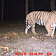 &copy; WWF-India/UP Forests Department