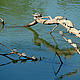 &copy; Soumen Dey/WWF-India
