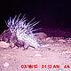 &copy; WWF-India, NBL & Pakke Wildlife Division