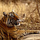 &copy; Govind Sagar Bharadwaj