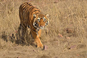 Ranthambore tiger
© Sunny Shah/WWF-India
© Sunny Shah/WWF-India