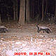 &copy; WWF-India/UP Forests Department