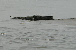 Re-introduced Gharial / ©: Sanjeev Kumar Yadav/WWF-India / ©: Sanjeev Kumar Yadav/WWF-India