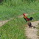 &copy; Garga Mohan/WWF-India