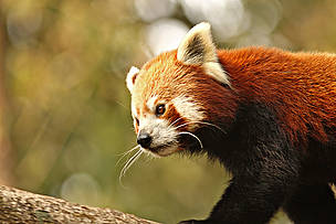  / &copy;: Dipankar Ghose/WWF-India