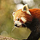 &copy; Dipankar Ghose/WWF-India