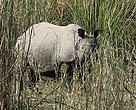 Rhino3 was ‘missing’ for 27 days from Manas National Park before being found safe.
