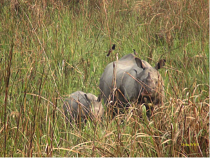 Rhino 10 spotted with her calf between grasslands at manas national park 42372