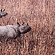 &copy; Dipankar Ghose/WWF-India
