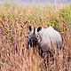 &copy; Dipankar Ghose/WWF-India