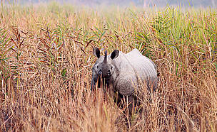 Rhino / ©: Dipankar Ghose/WWF-India / ©: Dipankar Ghose/WWF-India