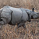 &copy; Soumen Dey/WWF-India