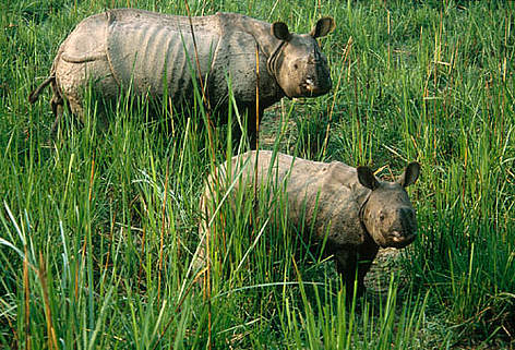 rhinoceros / &copy;: wwf india