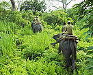 Search operation for the rhinos