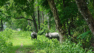 Rhinos / ©: WWF-India / ©: WWF-India