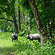 &copy; WWF-India